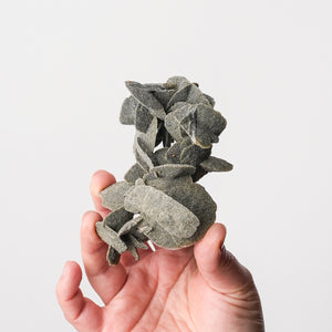 Peruvian Desert Rose