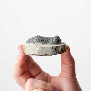 Moroccan Trilobites on Matrix