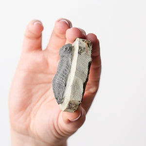 Moroccan Trilobites on Matrix