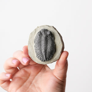 Moroccan Trilobites on Matrix